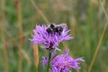 Greater knapweed Centaurea scabiosa purple flower with bumblebee